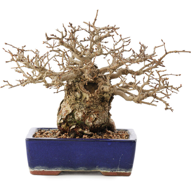 Carpinus coreana, 16,5 cm, ± 30 years old, in a pot with damaged glaze