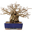 Carpinus coreana, 16,5 cm, ± 30 years old, in a pot with damaged glaze