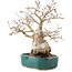 Carpinus coreana, 23 cm, ± 30 ans