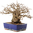 Carpinus coreana, 16,5 cm, ± 30 years old, in a pot with damaged glaze