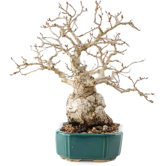 Carpinus coreana, 23 cm, ± 30 Jahre alt