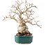 Carpinus coreana, 23 cm, ± 30 ans