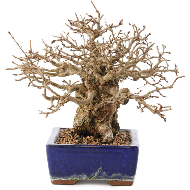 Carpinus coreana, 16,5 cm, ± 30 ans, dans un pot à vernis endommagé