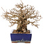 Carpinus coreana, 16,5 cm, ± 30 anni, in vaso con smalto danneggiato