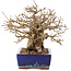 Carpinus coreana, 16,5 cm, ± 30 years old, in a pot with damaged glaze