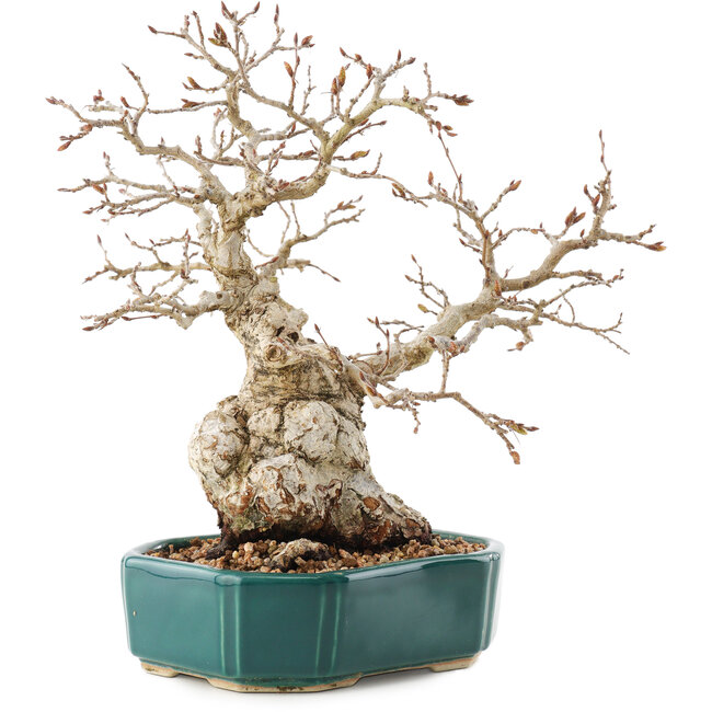 Carpinus coreana, 23 cm, ± 30 años