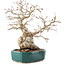 Carpinus coreana, 23 cm, ± 30 anni