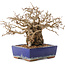 Carpinus coreana, 16,5 cm, ± 30 years old, in a pot with damaged glaze