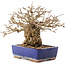 Carpinus coreana, 16,5 cm, ± 30 years old, in a pot with damaged glaze