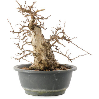 Carpinus coreana, 22 cm, ± 20 ans