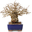 Carpinus coreana, 16,5 cm, ± 30 years old, in a pot with damaged glaze