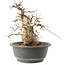 Carpinus coreana, 22 cm, ± 20 ans