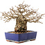 Carpinus coreana, 16,5 cm, ± 30 years old, in a pot with damaged glaze