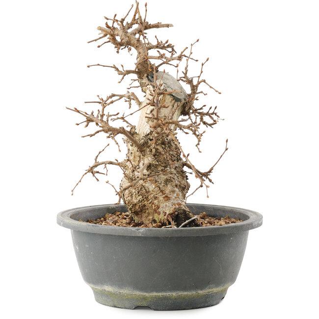 Carpinus coreana, 22 cm, ± 20 Jahre alt