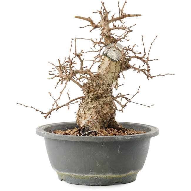 Carpinus coreana, 22 cm, ± 20 jaar oud