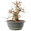 Carpinus coreana, 22 cm, ± 20 ans