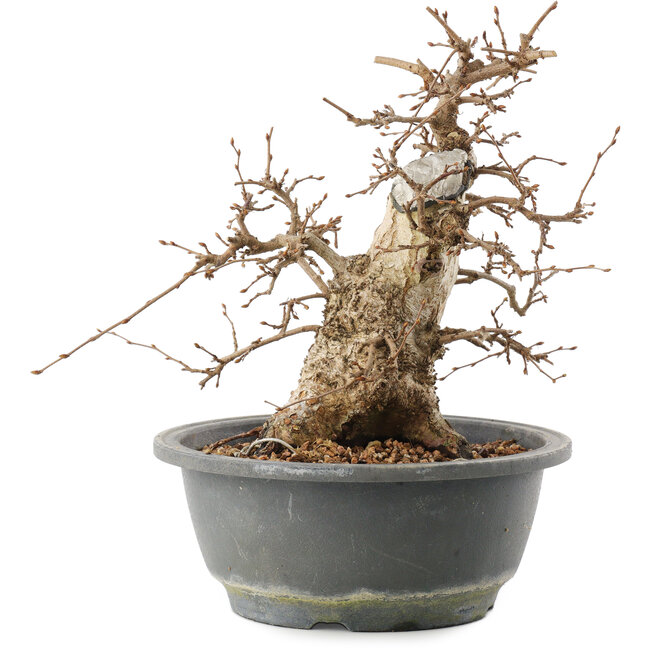 Carpinus coreana, 22 cm, ± 20 Jahre alt