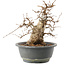 Carpinus coreana, 22 cm, ± 20 Jahre alt