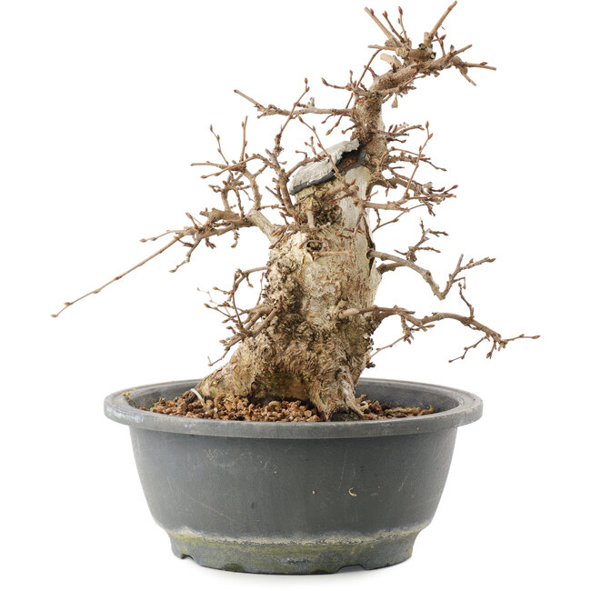 Carpinus coreana, 22 cm, ± 20 Jahre alt