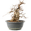 Carpinus coreana, 22 cm, ± 20 ans