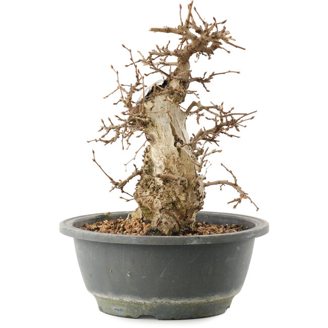 Carpinus coreana, 22 cm, ± 20 anni