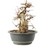 Carpinus coreana, 22 cm, ± 20 ans