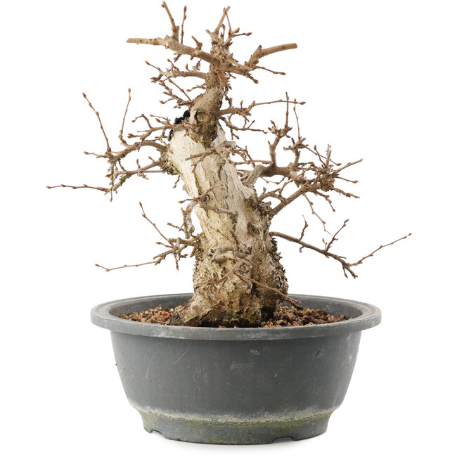 Carpinus coreana, 22 cm, ± 20 jaar oud