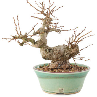 Carpinus coreana, 19 cm, ± 20 anni