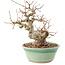 Carpinus coreana, 19 cm, ± 20 years old