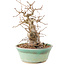 Carpinus coreana, 19 cm, ± 20 Jahre alt