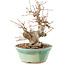 Carpinus coreana, 19 cm, ± 20 Jahre alt