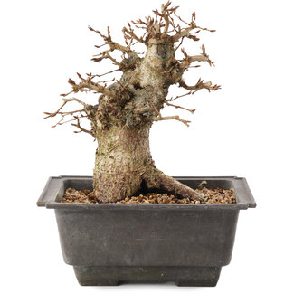 Carpinus coreana, 17 cm, ± 20 años