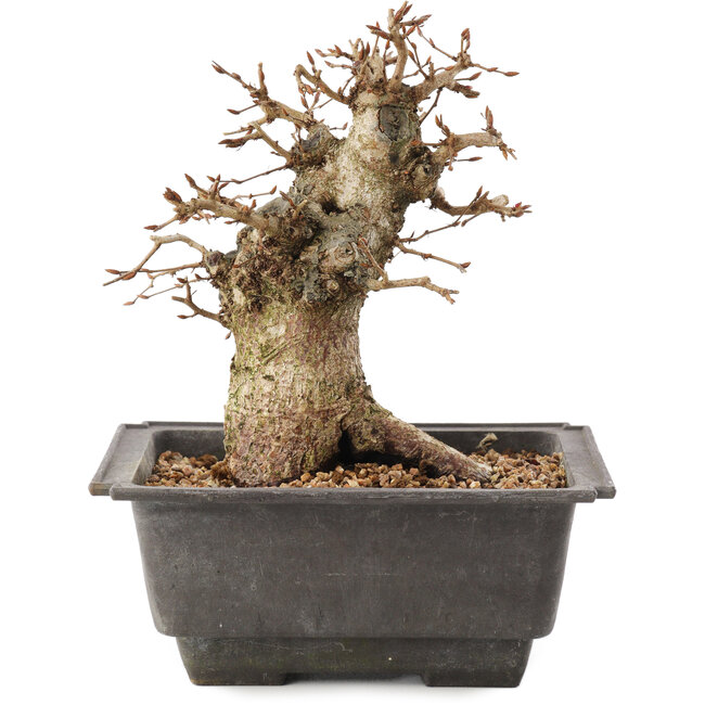 Carpinus coreana, 17 cm, ± 20 años