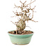 Carpinus coreana, 19 cm, ± 20 Jahre alt