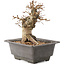 Carpinus coreana, 17 cm, ± 20 ans