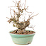 Carpinus coreana, 19 cm, ± 20 Jahre alt