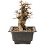 Carpinus coreana, 17 cm, ± 20 years old