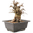 Carpinus coreana, 17 cm, ± 20 Jahre alt