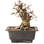 Carpinus coreana, 17 cm, ± 20 anni