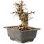 Carpinus coreana, 17 cm, ± 20 Jahre alt