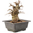 Carpinus coreana, 17 cm, ± 20 ans