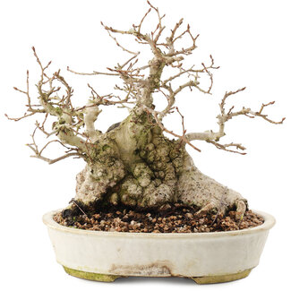 Carpinus coreana, 20,5 cm, ± 50 anni