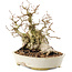 Carpinus coreana, 20,5 cm, ± 50 ans