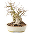 Carpinus coreana, 20,5 cm, ± 50 Jahre alt