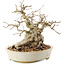 Carpinus coreana, 20,5 cm, ± 50 ans