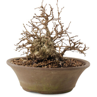 Carpinus coreana, 20,5 cm, ± 50 Jahre alt