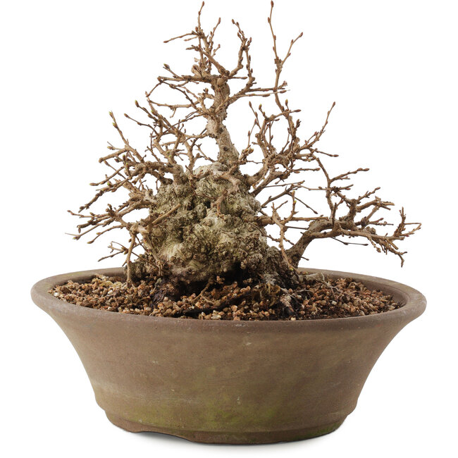 Carpinus coreana, 20,5 cm, ± 50 anni