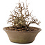 Carpinus coreana, 20,5 cm, ± 50 Jahre alt