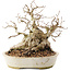 Carpinus coreana, 20,5 cm, ± 50 Jahre alt