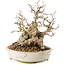 Carpinus coreana, 20,5 cm, ± 50 ans